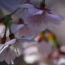 仲春　桜