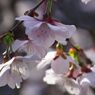 仲春　桜　Ⅱ