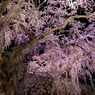 夜の枝垂れ桜2019