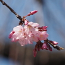 枝垂れ桜
