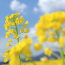 青空と雲と菜の花