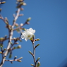 桜その1