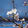 桜その２