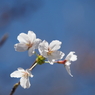 桜その３