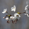 桜その５