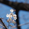 桜その７
