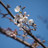 桜その８