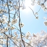 spring for tokyoites 2020