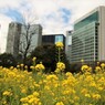 浜離宮の菜の花畑