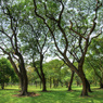 Bangkok公園にて2