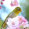 スリムなメジさん