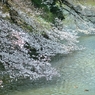 spring for tokyoites 2020