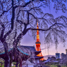 黄昏の増上寺
