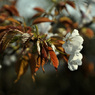 朝日にゝほふ山ざくら花