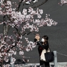 街角桜－１
