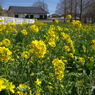 写真掌編：にほひをこせよ22：公園の菜の花