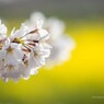 桜と菜の花