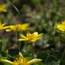 写真掌編：にほひをこせよ 番外：姫立金花 by 佳夫：写真歌