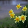 写真掌編：にほひをこせよ 番外：水仙 by 凛子：写真歌