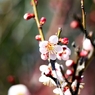 紅王小梅