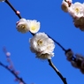 花香美(はなかみ)