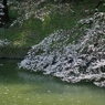 spring for tokyoites 2020