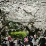 spring for tokyoites 2020
