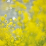 spring for tokyoites 2020