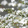 写真掌編：にほひをこせよ 番外：雪柳 by 凛子：写真歌
