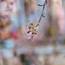「枝垂桜の彩」