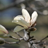 写真掌編：にほひをこせよ 番外：こぶし開花！ by 佳夫：写真歌