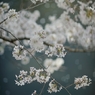 spring for tokyoites 2020