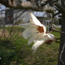 写真掌編：にほひをこせよ番外：こぶし開花 by 凛子：写真歌