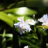 城址公園で見た花：シャガ