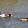 城址公園で見た鳥：ヒドリガモ