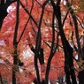 下鴨紅葉