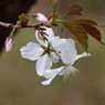 里山の桜１
