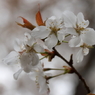 里山の桜２
