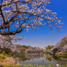 県立三ッ池公園の桜