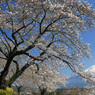 富士と桜