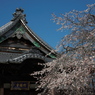 「しだれ桜」　２０２０　　豊田　行福寺