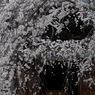 「しだれ桜」　２０２０　　豊田　行福寺