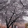 三桜の競演