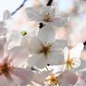 大島咲くラ～④