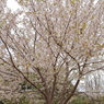 散歩道の巨木桜２