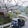 里山の桜