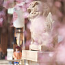 弓弦羽神社の枝垂れ桜です。