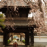 「しだれ桜」　２０２０　　豊田　行福寺