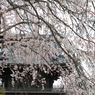 「しだれ桜」　２０２０　　豊田　行福寺