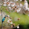 桜カワセミ　連休最終日